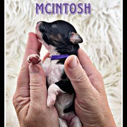 McIntosh - Parti female Poodle puppy in Fort Calhoun, Nebraska from Devin’s Purple Poodles
