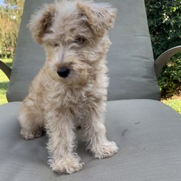 Lakeland Terrier Puppies from Well-Red Lakeland Terriers