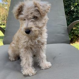 Lakeland Terrier Puppies from Well-Red Lakeland Terriers