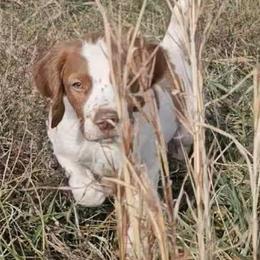 Willow - Brittany