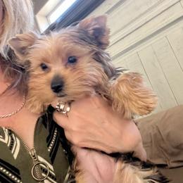 Sassy - Black and tan female Yorkshire Terrier puppy in Laughlin, Nevada from Dani’s Yorkie’s