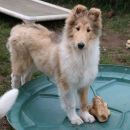 Collie Puppies from Thorndale Collies