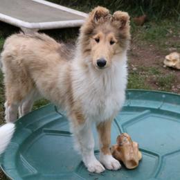 Collie Puppies from Thorndale Collies