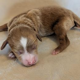 Goldendoodle Puppies from Mini Island Doodles