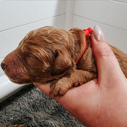Costco - Red  male Goldendoodle puppy in Everett, Washington from Big Top Doodles