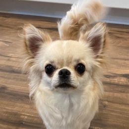 Sky - Chihuahua