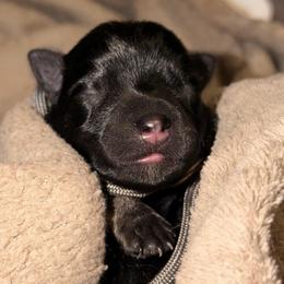 Rusty - Salt and pepper male Miniature Schnauzer puppy in Bellingham, Washington from Tikilove Farm