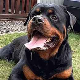 Cane Corso, German Shepherds, and Rottweilers from Tribal K9