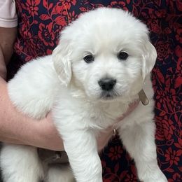 Boy 3 - Golden Retriever puppy from Golden Hearts Ranch English Cream Retrievers