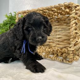 Cavapoo and Goldendoodle Puppies from AnnaBella Doodle