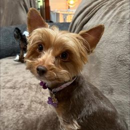 Misa - Yorkshire Terrier