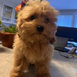 Lucy - female Cavapoochon puppy in Fairmont, West Virginia from Manoka's Honeybee