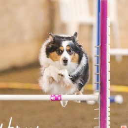 Miniature American Shepherd Puppies from Abington Miniature American Shepherds