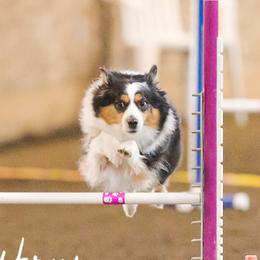 Miniature American Shepherd Puppies from Abington Miniature American Shepherds