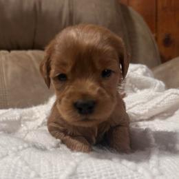 Rowen - Red  male Goldendoodle puppy in Graham, North Carolina from Geise Meadow Doodles