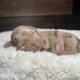 Cocoa - Dapple female Dachshund puppy in Washburn, Tennessee from Clinch Mountain Dachshunds