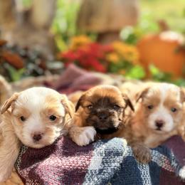 Russian Salon Dog puppies from Petit Bijou Biewer Terriers & Russian Salon Dogs