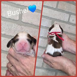 Bushel - Liver and white male English Springer Spaniel puppy in Freeland, Michigan from McNally's Springer Spaniels