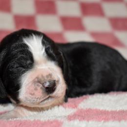 Hans - Black and white male English Springer Spaniel puppy in Chapmansboro, Tennessee from Balthrop Bend Farms