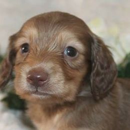 Dachshunds from Tradewind Dachshunds