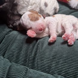 Arabella - Brown and white female Bernedoodle puppy in Cocoa, Florida from The Beach Doodles