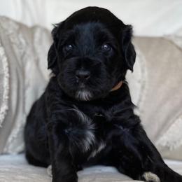 Portuguese Water Dogs from Amada Portuguese Water Dogs