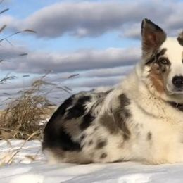 Aussiedoodles and Australian Shepherds from AK Aussies