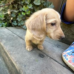 Cream Boy - Cream male Dachshund puppy in California from Wild Weenies - Dachshund Ranch