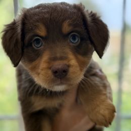 Aussiedoodle Puppies from Navarro Royal Pups