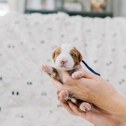Sweet potato - Red female Bernedoodle puppy in Murray, Utah from Sun Valley Doodles