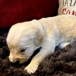 Buck - Dark golden male Golden Retriever puppy in Seville, Ohio from Retriever Ranch