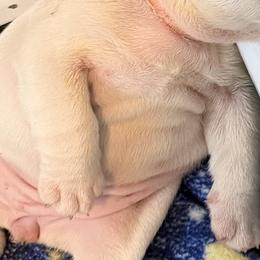 Bulldogs from Rollin 7 Bulldogs