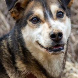 Alaskan Huskies and Border Collies from Fun On The Run Kennel