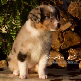 Coppertone - Blue merle female Australian Shepherd puppy in Grapeland, Texas from Smokin K Aussies