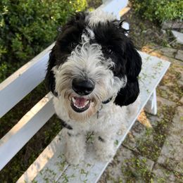 fritz - Sheepadoodle