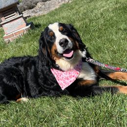 Ruth - Bernese Mountain Dog