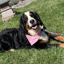 Ruth - Bernese Mountain Dog