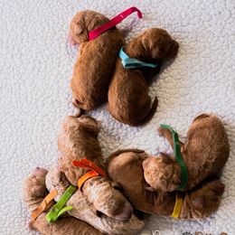Goldendoodle puppies from Puppy Paws