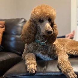 Ruby - Poodle