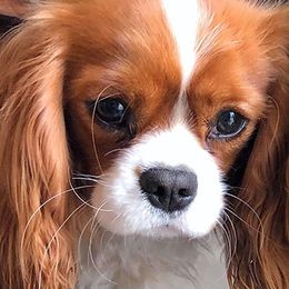 Sierra - Cavalier King Charles Spaniel