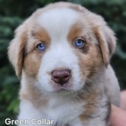 Green Collar - Red merle male Australian Shepherd puppy in Parkdale, Michigan from Wilkosz Wigglebutts