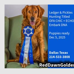 Golden Retriever puppies from Red-Dawn