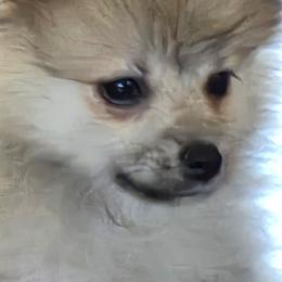 Sashi - Cream sable female Pomeranian puppy in El Centro, California from BabyBooPoms