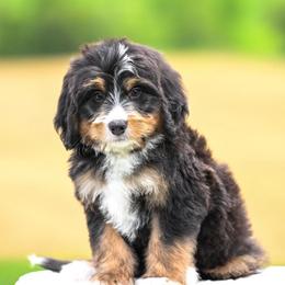 Denali - Tri-color male Bernedoodle puppy in Dundee, Ohio from Down Home Doodle