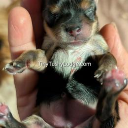 Miniature Schnauzers and Yorkshire Terriers from Tiny Tushy Lodge