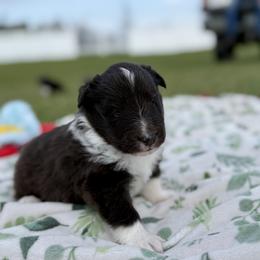 Brown - Black and white male Shetland Sheepdog puppy in Gaylord, Michigan from Lexy's Shetland Sheepdogs