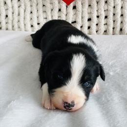 Romeo - Black tri-color male Australian Shepherd puppy in Zwingle, Iowa from Homestead Aussies & Doodles