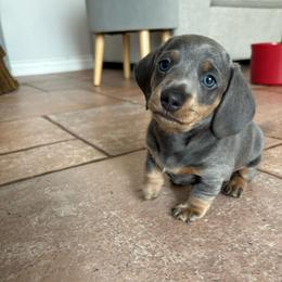 Peanut - Blue and cream male Dachshund puppy in San Diego, California from Dachshunters