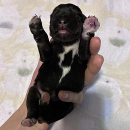 Bill - Black and silver male Miniature Schnauzer puppy in Hedgesville, West Virginia from Clay Hill Kennels