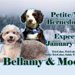 Bernedoodle puppies from Kim's Cove Dog Co.